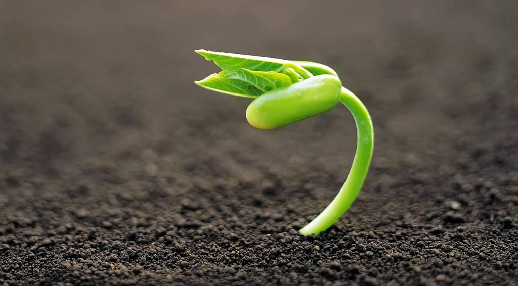 Piante sane e rigogliose Simone Palmieri Gardens and Landscapes