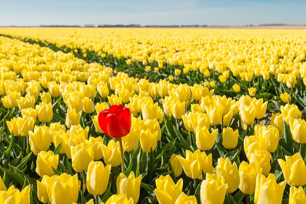 Interpretare la modernità Simone Palmieri Gardens and Landscapes